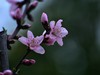 桃花【长命百岁】