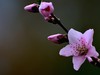 桃花【长命百岁】