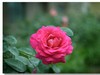 月季花（三）