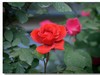月季花（三）