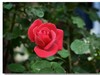 月季花（三）