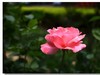 月季花（三）