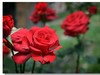 月季花（三）