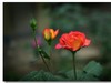 月季花（三）