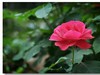 月季花（三）