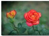 月季花（三）