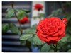 月季花（三）