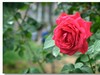 月季花（三）