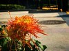 【手机摄影】2017阜阳菊花展