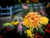【手机摄影】2017阜阳菊花展