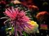 【手机摄影】2017阜阳菊花展