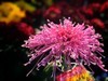 【手机摄影】2017阜阳菊花展