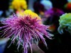 【手机摄影】2017阜阳菊花展