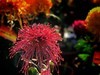 【手机摄影】2017阜阳菊花展