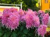 【手机摄影】2017阜阳菊花展