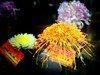 【手机摄影】2017阜阳菊花展