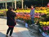 【手机摄影】2017阜阳菊花展
