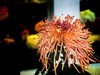 【手机摄影】2017阜阳菊花展