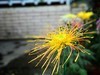 【手机摄影】2017阜阳菊花展
