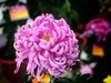 【手机摄影】2017阜阳菊花展
