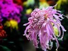 【手机摄影】2017阜阳菊花展