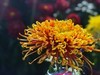 【手机摄影】2017阜阳菊花展