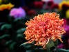 【手机摄影】2017阜阳菊花展