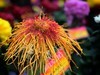 【手机摄影】2017阜阳菊花展
