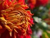 【手机摄影】2017阜阳菊花展