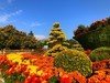 【手机摄影】2017阜阳菊花展