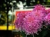 【手机摄影】2017阜阳菊花展