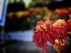 【手机摄影】2017阜阳菊花展