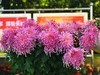【手机摄影】2017阜阳菊花展