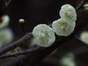 贺新年