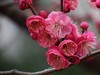 贺新年