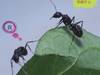 微距【蚂蚁爱情】