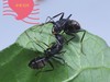 微距【蚂蚁爱情】