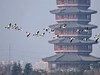 翘鼻麻鸭