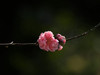 桃花（3）