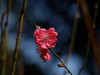 桃花（3）