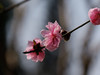 桃花（3）