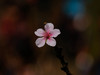 桃花（3）