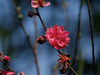 桃花（3）