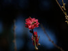 桃花（3）