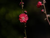 桃花（3）