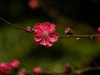桃花（3）