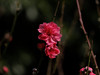 桃花（3）