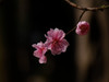 桃花（3）
