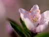 人面桃花相映红