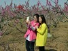 人面桃花相映红